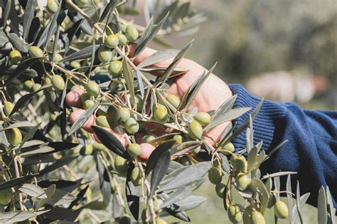 frantoio hermes di mercurio claudio|Di Mercurio, l'ingegnere che produce olio .